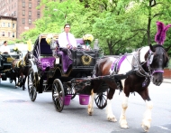 Carriages of Central Park
