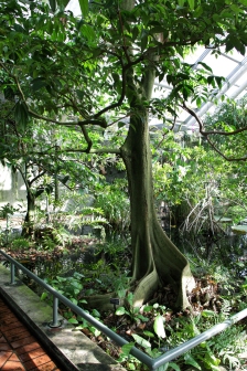 Brooklyn Botanical Gardens Conservatory